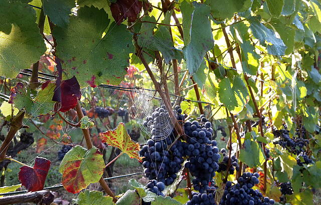 Morgenstimmung im Herbst am Grantschener Wildenberg 