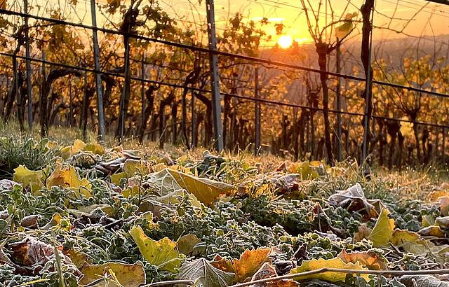 Morgenstunde im Weinberg Ensingen