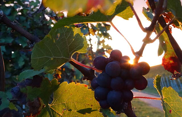 Trauben im Sonnenuntergang 3.10.2017