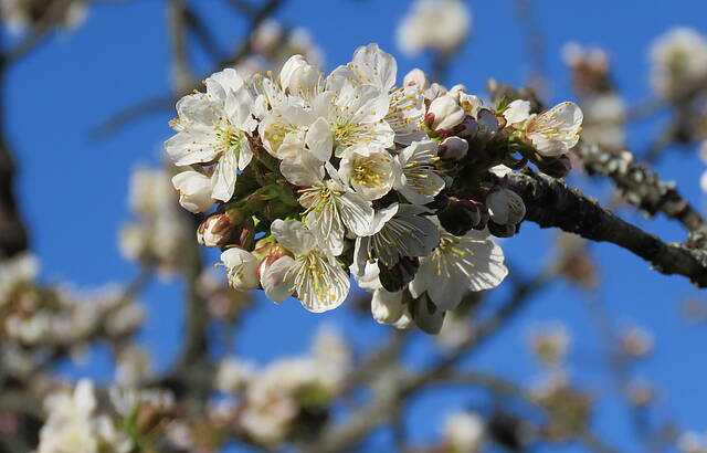 im Remstal bei Strümpelbach