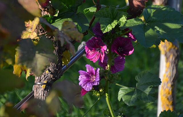 Herbstblüher im Weinberg