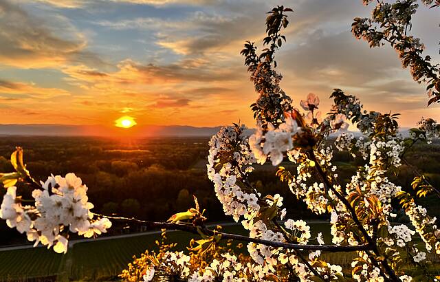 Sonnenuntergang im Blütenrausch
