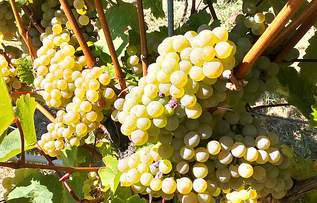 Meine Weinheimat, mein großes Glück