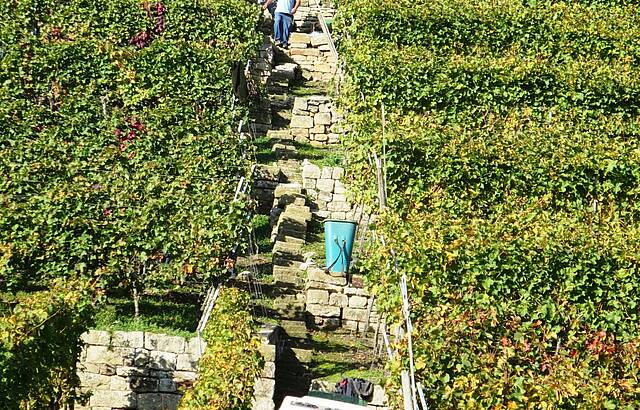 Steillagenernte bei Lauffen