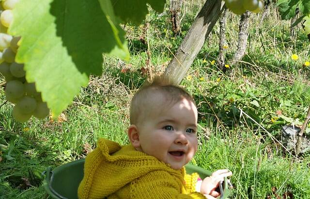 Unser Traubenbeerle  ;)