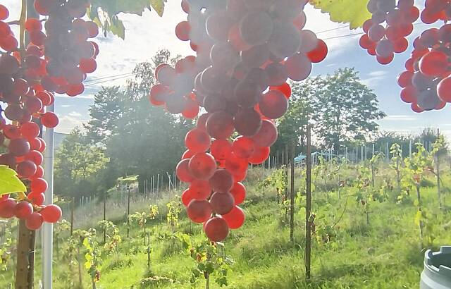 Souvignier gris in der Abendsonne