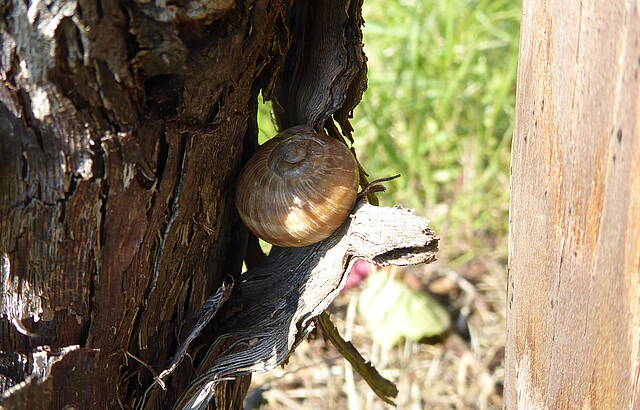 Schattiges Plätzchen