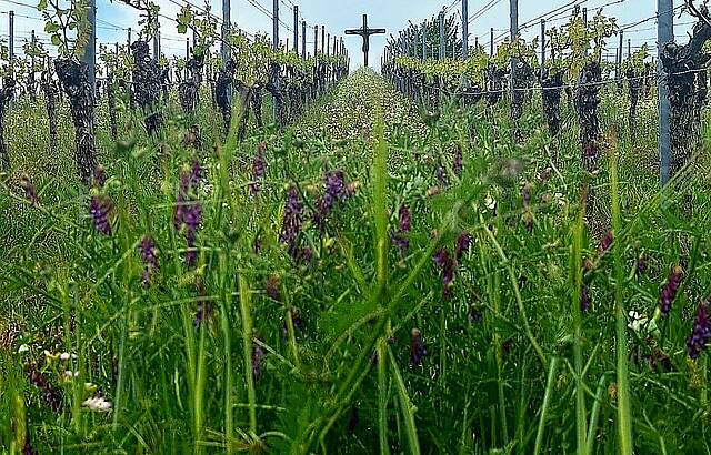 Weinberg in Stockheim