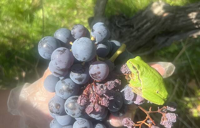 Trollinger Froschkönig