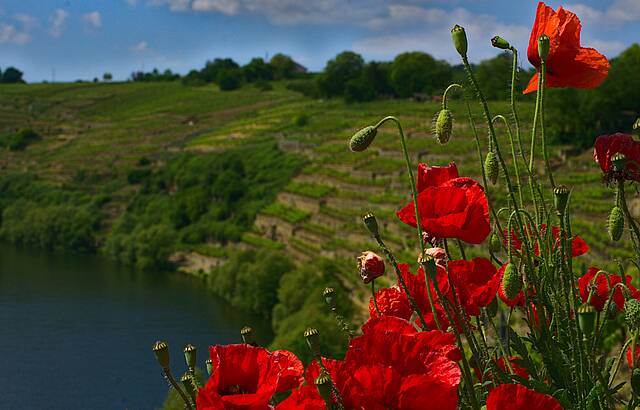 Über der Neckarschleife strahlt der Mohn