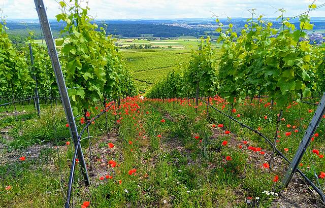 Horrheim Klosterberg - das Rote im Grünen