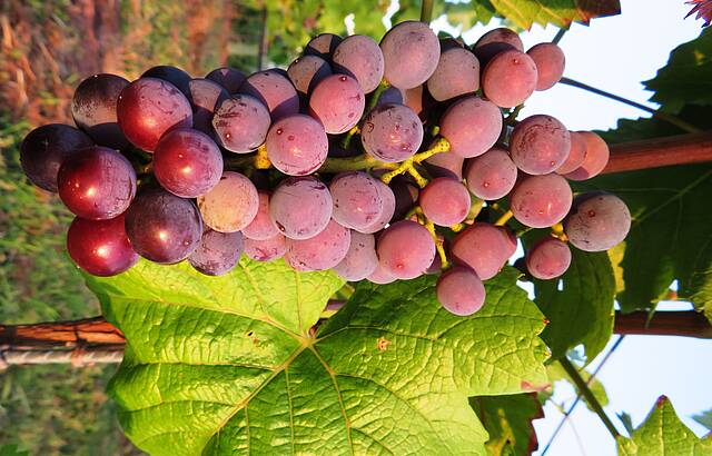 Trauben in der Abendsonne