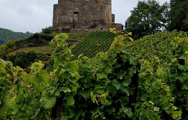 Weinberg mit Burg