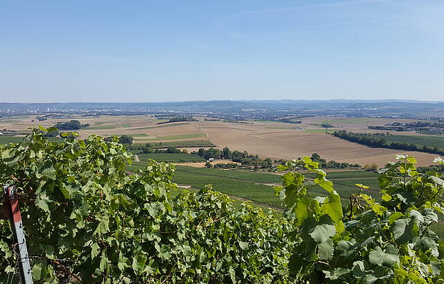 Ausblick Heuchelberger Warte