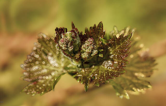 Die Traubenblüte am 10. April 2024