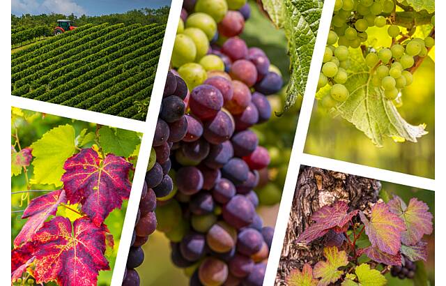 Es wird farbig im Weinberg