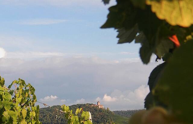 Blick auf Burg Lichtenberg
