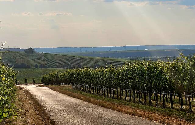 Heißer Sommer bringt guten Wein