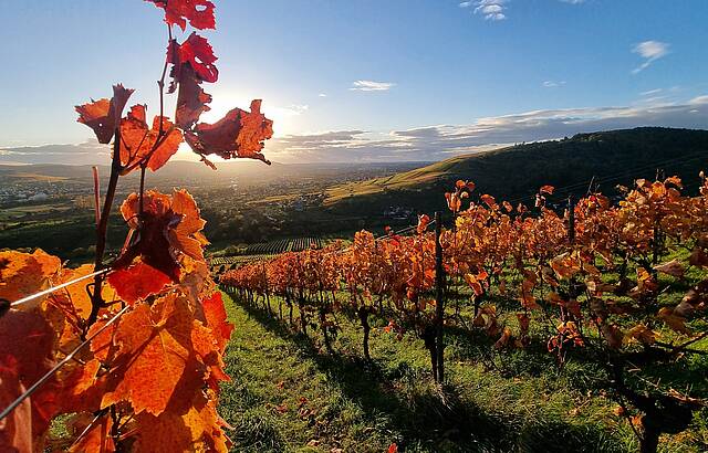 Farben im Wengert - Rot