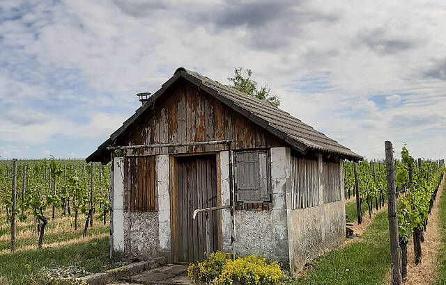 Einsames Wengerterhaus in Brackenheim