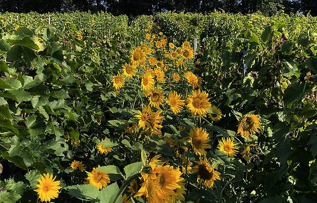 Jede Traube kriegt ne Sonne...