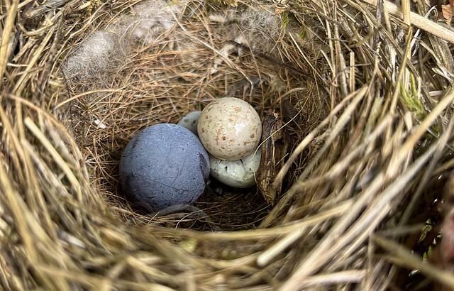 Trollinger trifft Vogelei