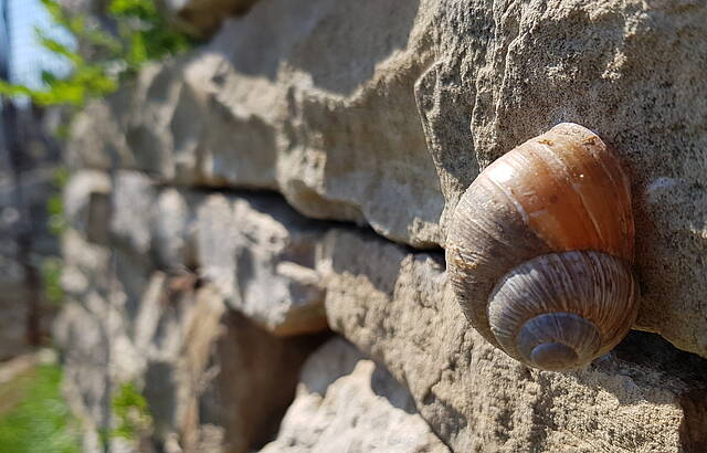 Weinbergschnecke