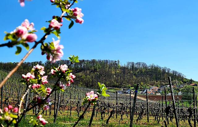 Blüten Traum am König
