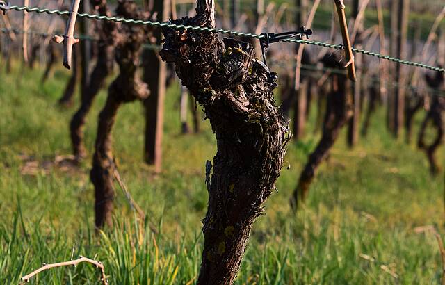 Rebstock mit gebogenen Ruten in Obersulm