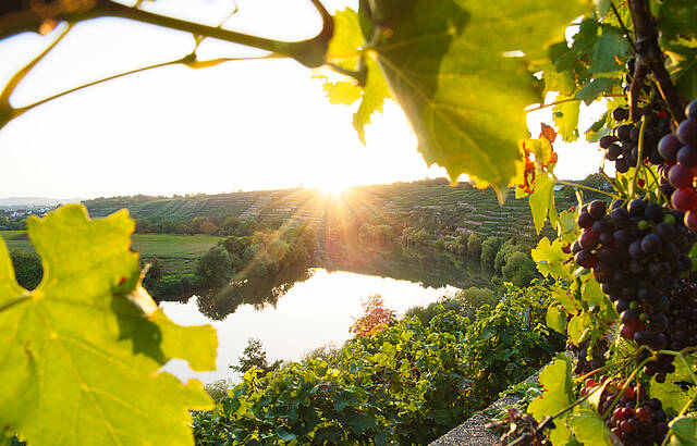 Immer schön, die Kirchheimer Weinterrasse!