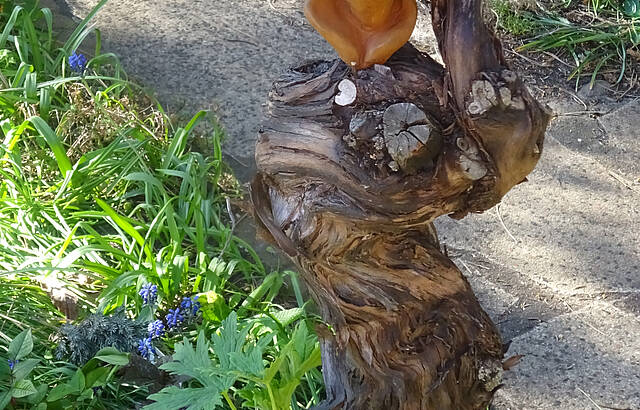 Rebstock mal anders!