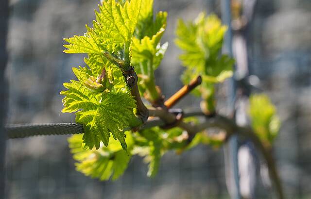 Start in die neue Wein-Saison