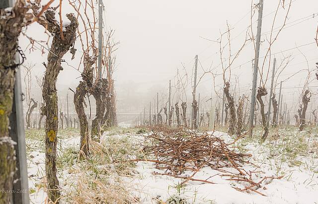 Winter im Weinberg