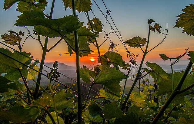 Sonnenaufgang zwischen den Reben