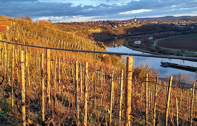 Wintersonne in der Neckarhälde
