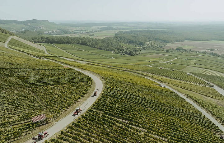 Weingärtner Horrheim-Gündelbach e.G.