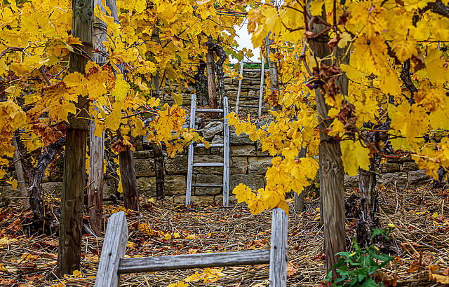  In den Felsengärten von Hessigheim