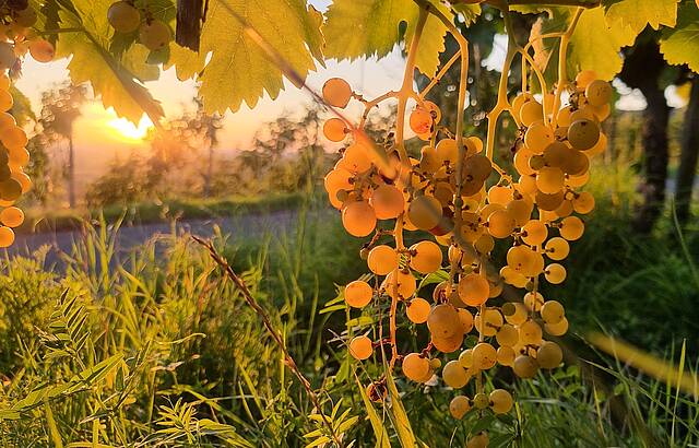 Güldene Muskateller