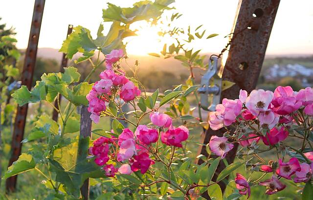 Rosen im Weinberg am Ebersberg im Oktober
