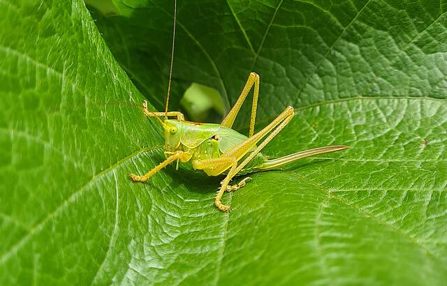 Flipp schaut, dass die Blüte kein Flopp wird :-)