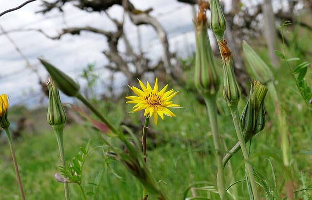 "Blütensonne" strahlt