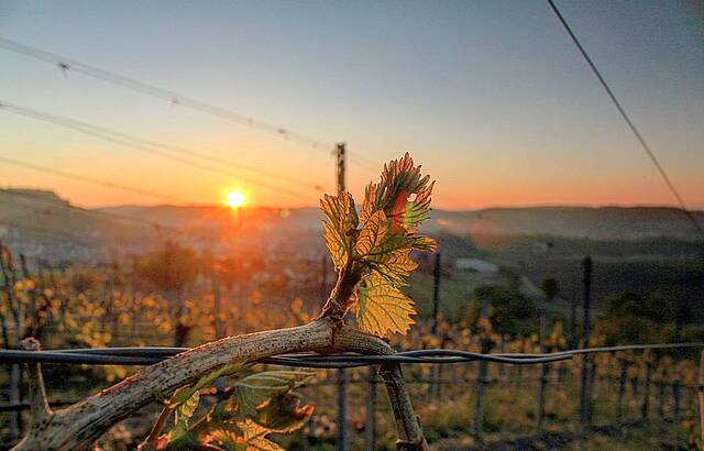 Sonnenaufgang nach einer frostigen Nacht 