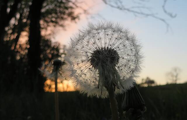 Abendstimmung im Weinberg