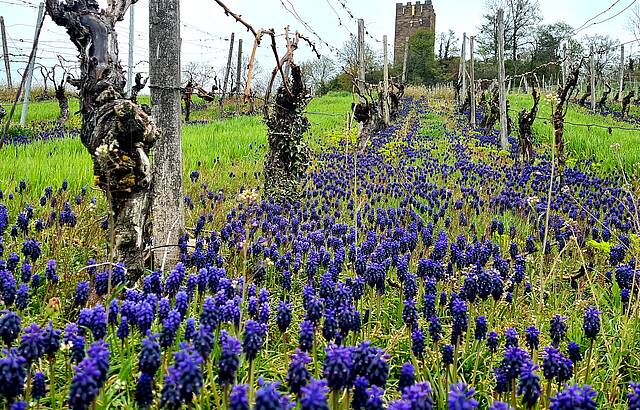 Turmblüten am Schlossberg