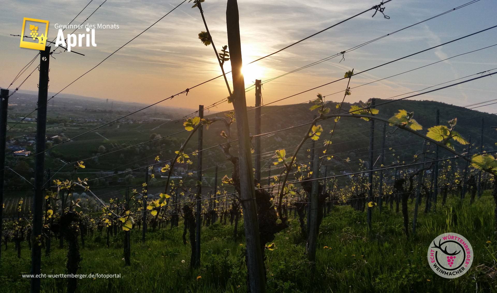 Lembergeraustrieb im Remstal