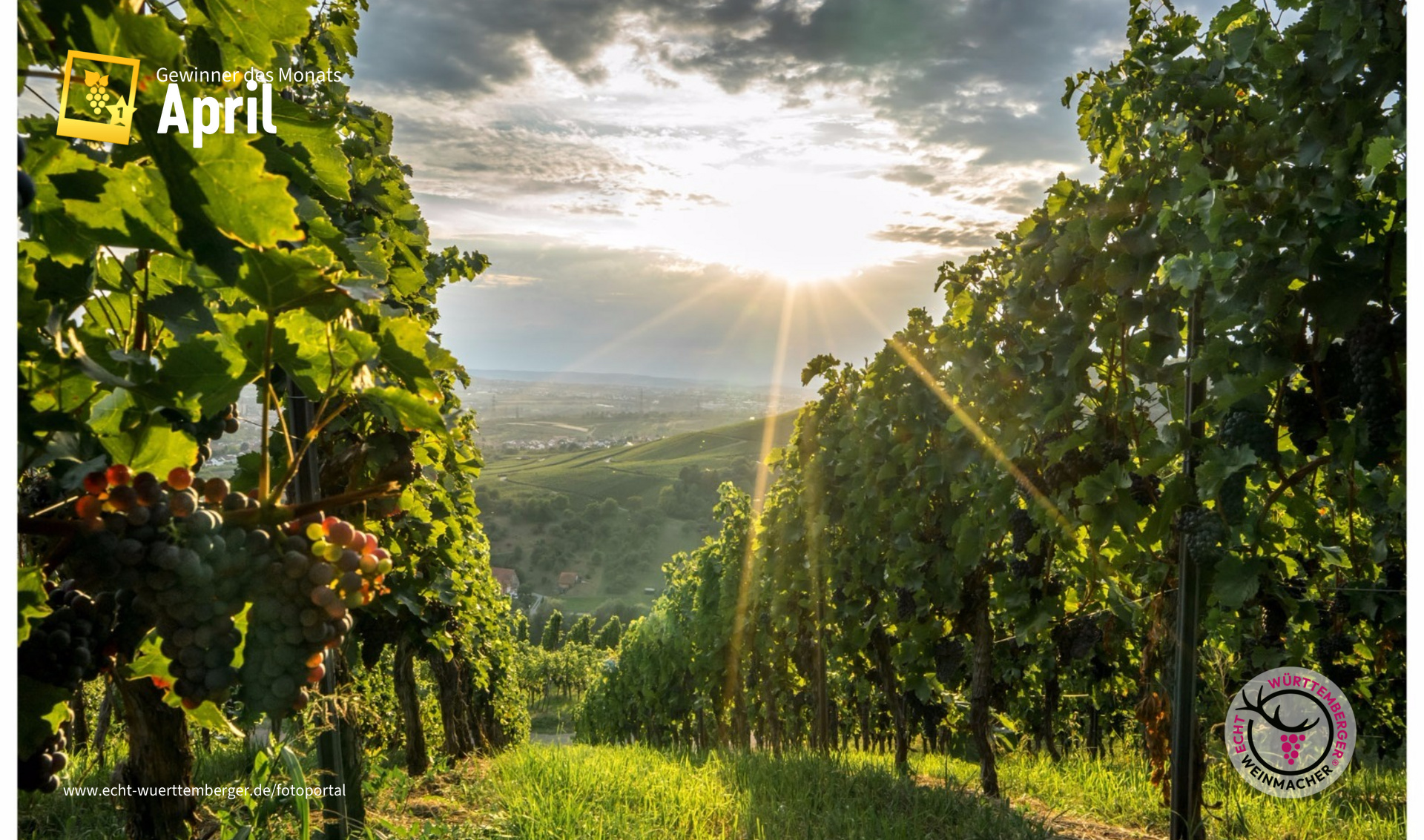 Wein braucht Sonne