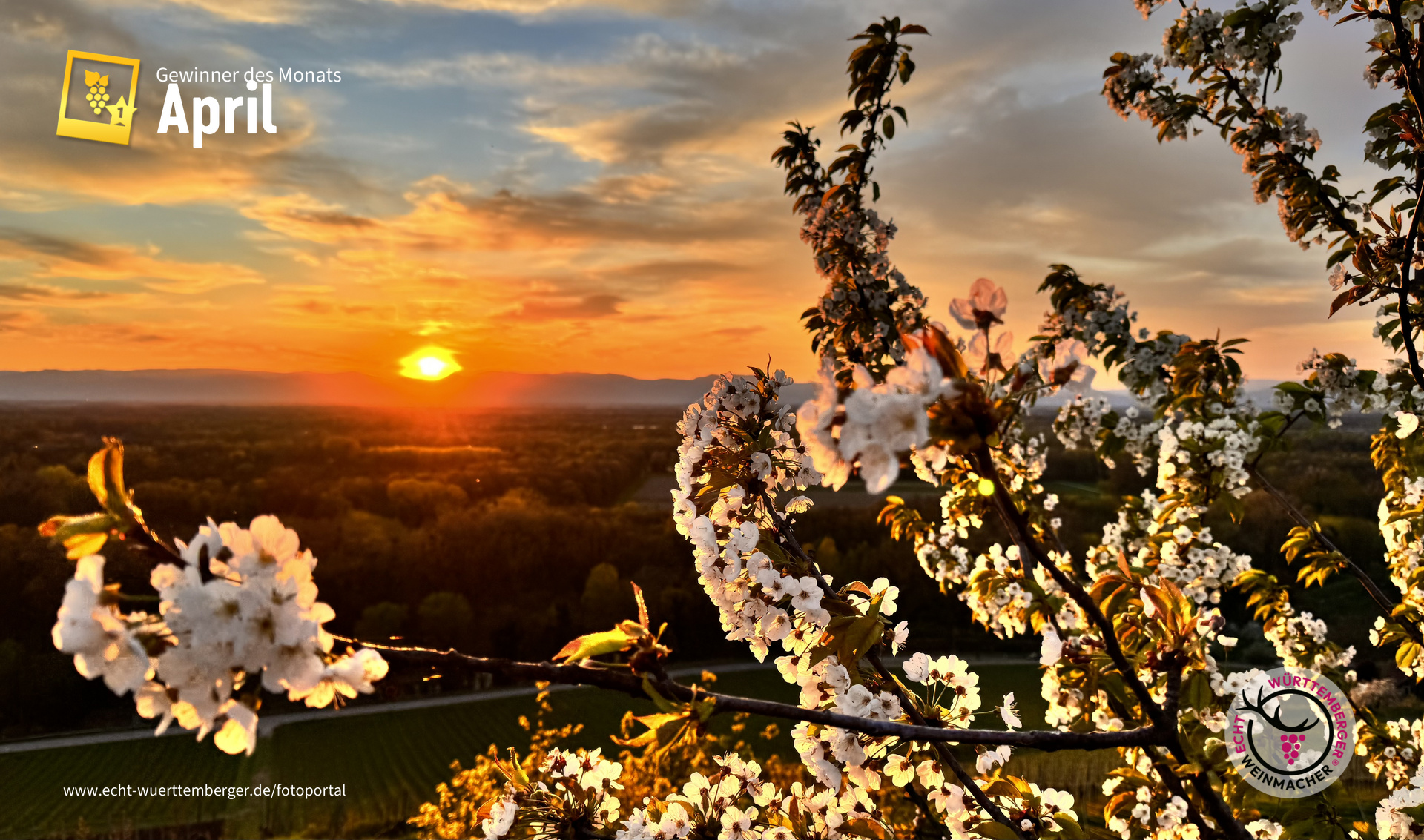 Sonnenuntergang im Blütenrausch