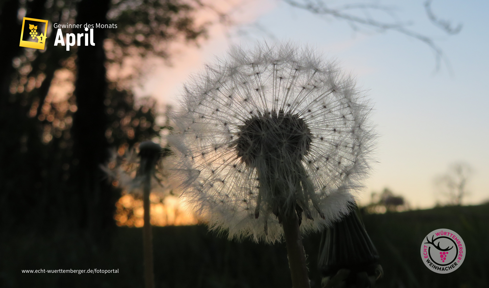 Abendstimmung im Weinberg