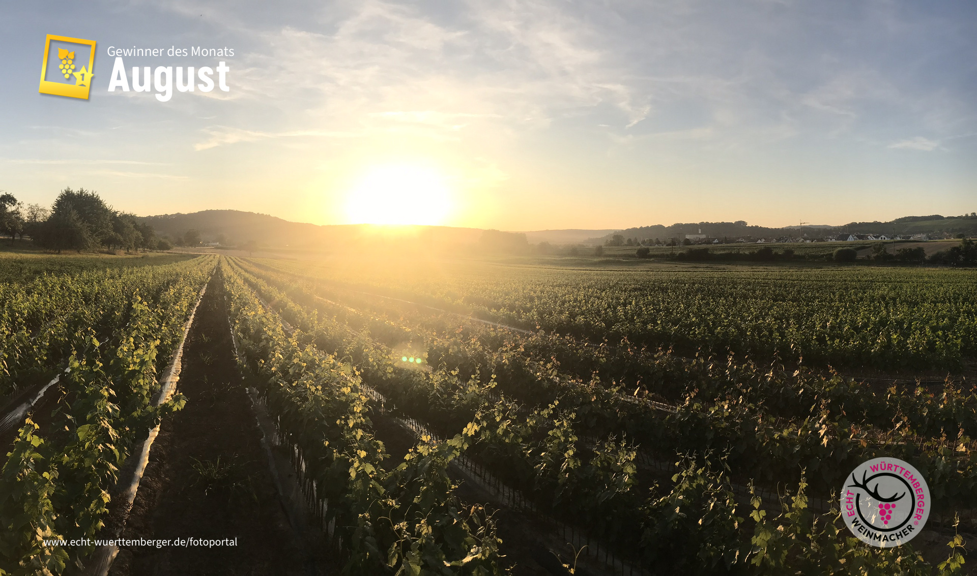 Sonnenuntergang in der Rebschule