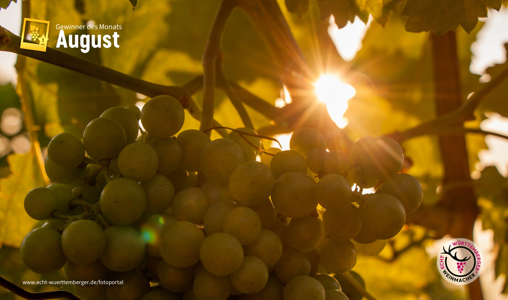 Sonnenaufgang im Weinberg